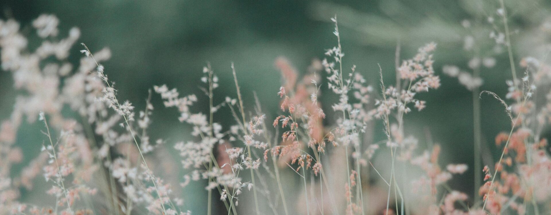 A tranquil meadow featuring delicate grasses in soft, dreamy focus, perfect for nature-themed backgrounds.